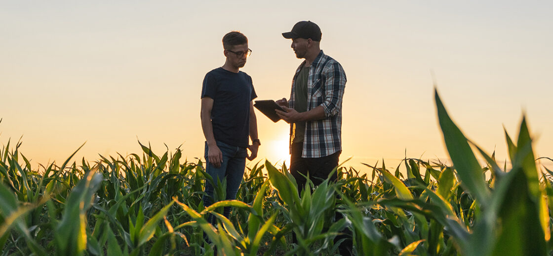Male farmer and agronomist using digital tablet in corn field